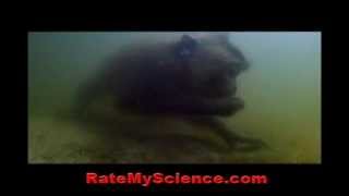 Crabeating macaque with amphibious skill Rate My Science [upl. by Morton]