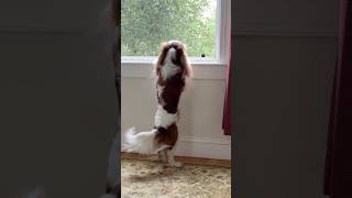 cute little dog fiercely defends his house as best he can [upl. by Aret]