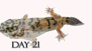 Leopard Gecko Time Lapse Tail Regeneration Regenerated Leopard Gecko Tail [upl. by Avigdor280]