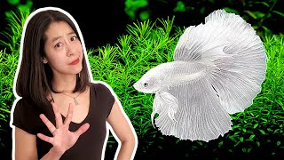 5 Things I Wish I Knew BEFORE I Got My First Betta Fish [upl. by Ozneral]