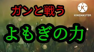 ワシントン大学の研究チームが、よもぎの成分に含まれる【アルテミシニン（artemisinin）】が、がん細胞を死滅される働きがあることを発表しました [upl. by Matti]