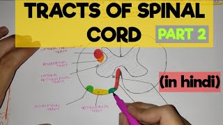 Tracts of Spinal Cord  2  Extrapyramidal Tracts [upl. by Uhp191]