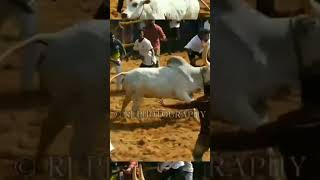 Karur Vellai aattam videos [upl. by Akiehsal665]