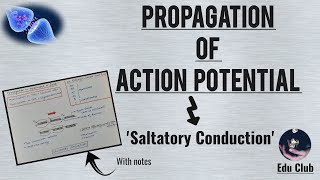 Propagation Of Action Potential  Saltatory Conduction  Nerve Muscle Physiology [upl. by Berkeley100]