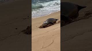 Hawaiian monk seal [upl. by Ahsea456]