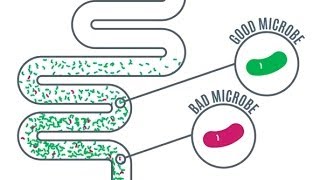 Gut Microbes  Importance in Health and Disease [upl. by Anitsirhk]