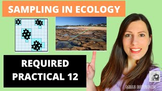 How to Sample in Ecology Accurately represent the population size REQUIRED PRACTICAL 12 [upl. by Harv496]