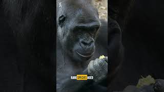 THIS Gorilla Protects Boy Before Tragic Death [upl. by Irihs636]