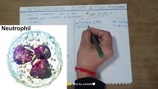 Reticuloendothelial system tissue macrophagesdefence mechanism of bodyshashikantrajput1010 [upl. by Dell]