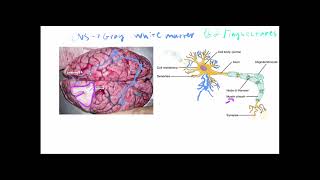 Anatomy amp Physiology Crash Course Basic Structures and Potentials of the Nervous System [upl. by Etnud]