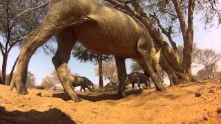 Drone View of Epic Spear Kill After Tim Spear a Beast [upl. by Elmina]