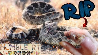 Fatal Rattlesnake attack caught on camera [upl. by Ynavoeg]