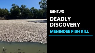 Dead fish as far as the eye can see in NSW mass kill event  ABC News [upl. by Ahselaf483]