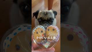 かわいいお土産山陰銘菓 どじょう掬いまんじゅう 保護犬 pug パグ太郎 パグ 可愛い shorts [upl. by Sarah]