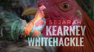 KEARNEY WHITEHACKLE HISTORY [upl. by Amil428]