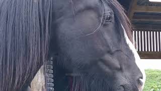 Hetty the shire horse shirehorse horse equestrian manorfarm england [upl. by Lib]