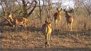 African Wildlife HD Part 1  South Africa Kruger Park 24  Travel Channel [upl. by Ylram]