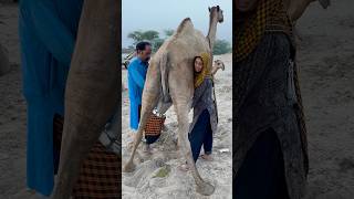 camels milk traditional villagelife village food traditional culture india [upl. by Edras358]