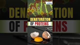 Denaturation Of Proteins  Science By swatimaam [upl. by Hamaso]