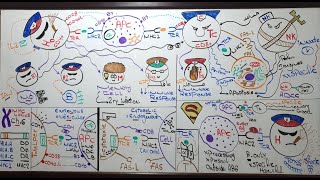 Cell mediated immunity Lecture 13 Module 309 [upl. by Thorsten734]