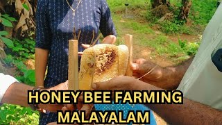 Honey bee farming Malayalam  Theneecha krishi Malayalam  Honey [upl. by Alorac588]