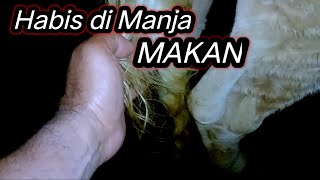 habis di manja makan dulu biar kenyang [upl. by Aihtibat]