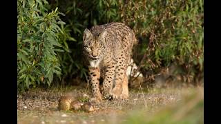 Linx lince Lynx Andujar [upl. by Gardner]