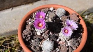 Turbinicarpus valdezianus [upl. by Hehre413]