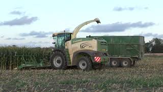 Maize 2024  Krone Big X 630 Forager Chopping Maize [upl. by Gayl]