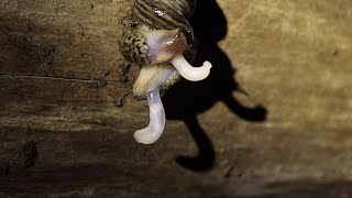 Grote aardslak  Tijgerslak  Limax maximus paring  Leopard slug pairing mating [upl. by Garihc]