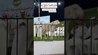 Big Sheep ✡ arabic sheep show [upl. by Fernyak231]