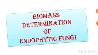 Mycology7Biomass Determination of Endophytic fungi Dry amp Wet weight of fungiRohit Shankar Mane [upl. by Eisus553]