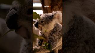 Kya app jante the subscribe facts animals like shorts youtubeshorts short viral koala [upl. by Novar]