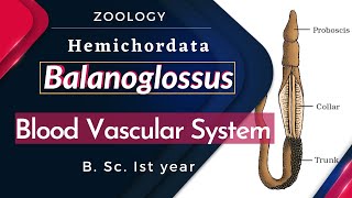 Balanoglossus  Blood Vascular System  B Sc Ist year  Zoology [upl. by Blaise101]