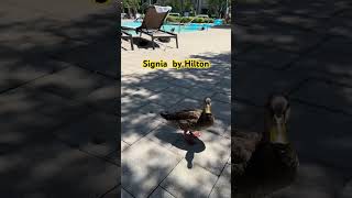 Signia by Hilton Ducks hilton signia [upl. by Annoed]