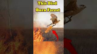 This Bird Burn the Forest  Fire Hawk bird burn jungle  Forest fire  facts shorts burning [upl. by Nuzzi]