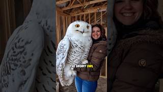 The Majestic Snowy Owl Arctics Silent ✨ owl ai snowyowl animals education [upl. by Thorne]