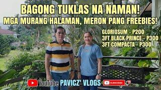 Bagong Tuklas na Naman Mga murang halaman meron pang freebies  Pavicz Vlogs 50 Plant Hunting [upl. by Ahsenit503]