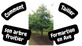 Comment tailler son arbre fruitier La Formation en Axe [upl. by Wartow706]