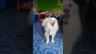 Indian spitz dog  Indian spitz dog barking  Indian spitz dog puppy  Indian spitz dog training [upl. by Massiw]