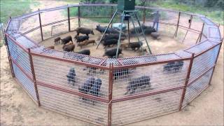 30 Hog Trap T A C Trap 2013 [upl. by Issor]