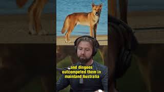 What is Thylacine The Marsupial Predator with Tiger Stripes  Joe Rogan amp Forrest Galante [upl. by Balough569]