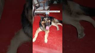 Dogs barking👈🥶කවුද යකෝ මට බුරන්නේ🥶 dogs barkingsounds Dogsreaction  1million vedio [upl. by Ellmyer]