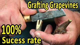 BEST grafting technique when GRAFTING GRAPEVINES  100 success rate with healthy stocks and scions [upl. by Werby]