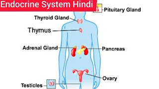 Endocrine System Hindi  Endocrine System Anatomy and Physiology  Structure  Function  Location [upl. by Argile]