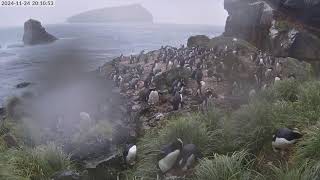 TawakiCam  Erectcrested penguins in Anchorage Bay Antipodes Island [upl. by Gilda632]