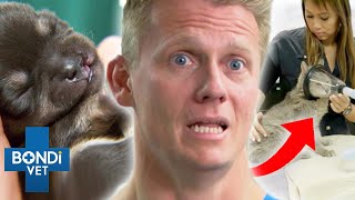 Top 5 Risky Anesthetics 🆘⚠️  Bondi Vet Compilation [upl. by Berkshire]