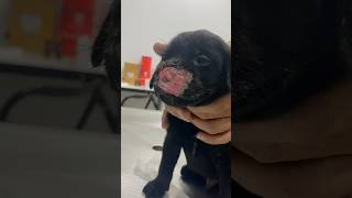 Helping a puppy breathe after injury [upl. by Muns]