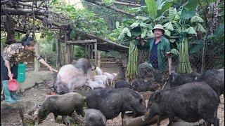 Make squash flowers stuffed with meat a family meal Take care of farm animals [upl. by Morven550]