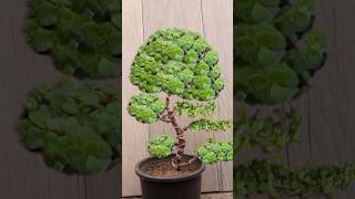 How to make Jade Bonsai howtomakejadebonsai garden bonsaitree jadebonsai [upl. by Cynde743]